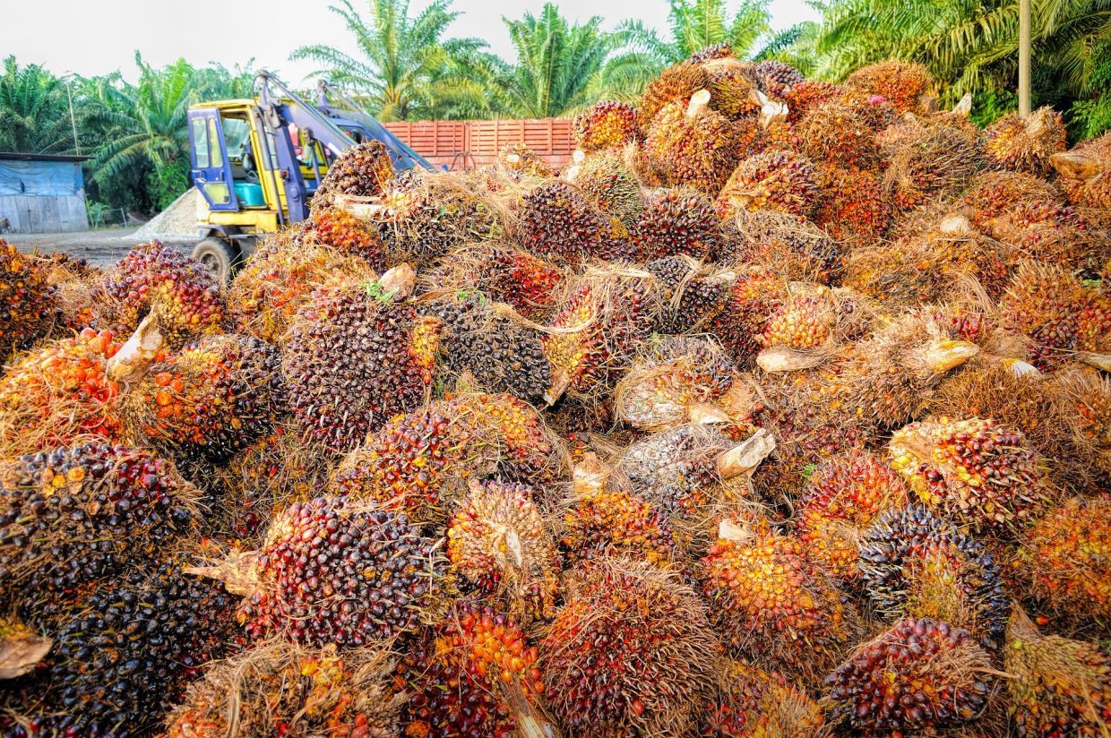 What is palm oil