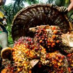 Ample Supply And Weak Demand Slumps Palm oil Prices