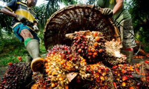 supply demand palm oil