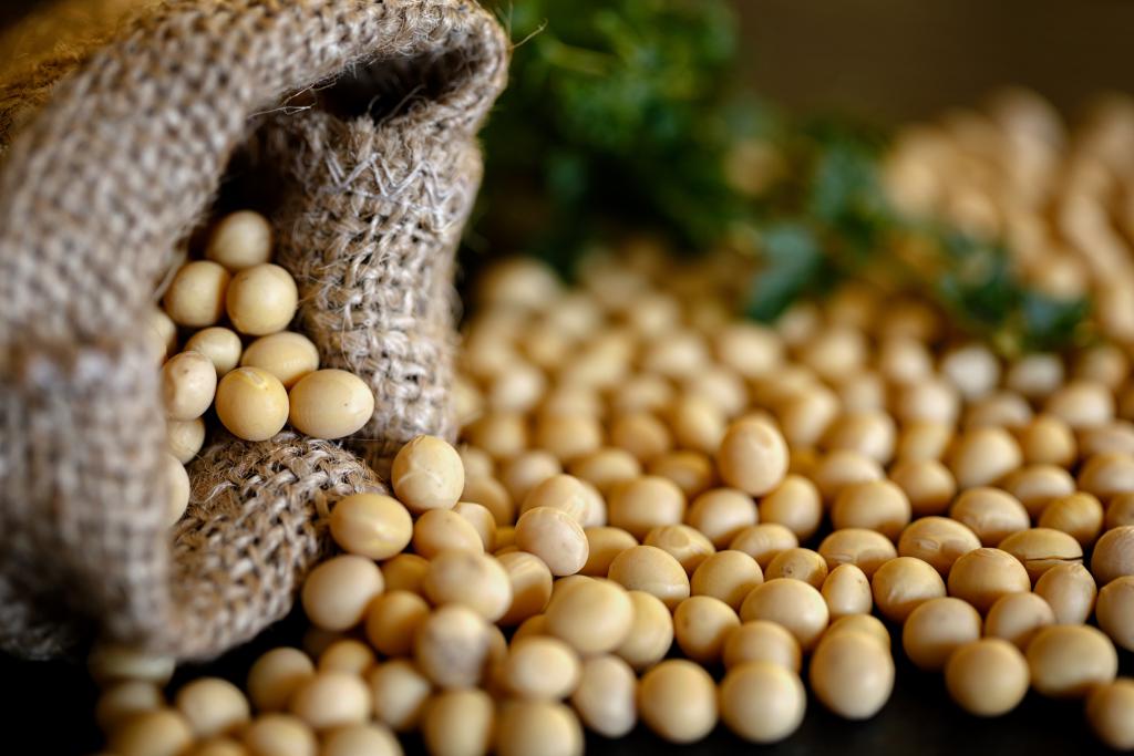 Today Soybean Futures Market & Global Production Forecast | April 22, 2024