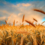 Wheat trade