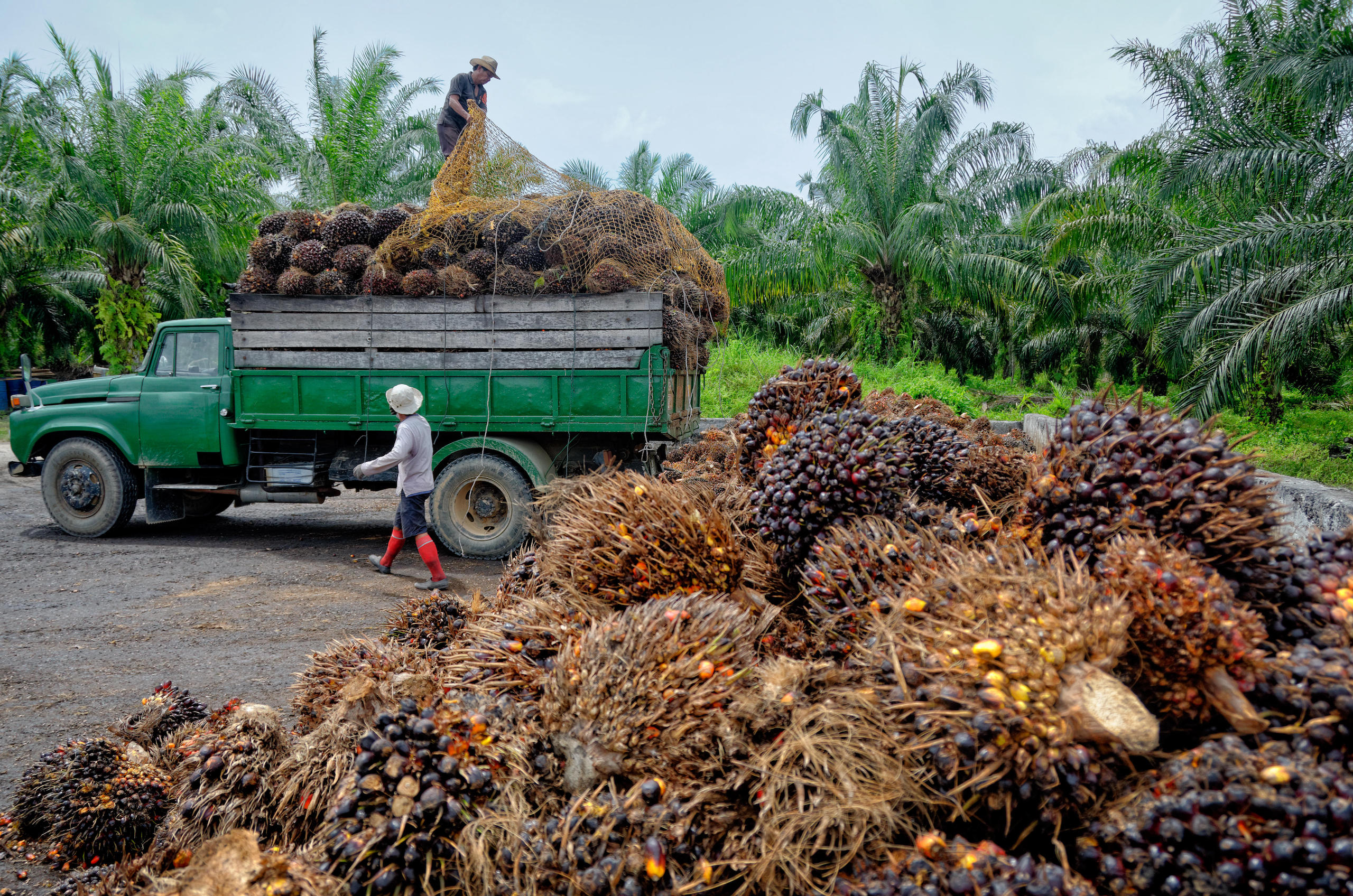 Crude Palm Oil Futures