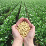 Global Soybean Market Detailed Report & Soybean Futures Updates