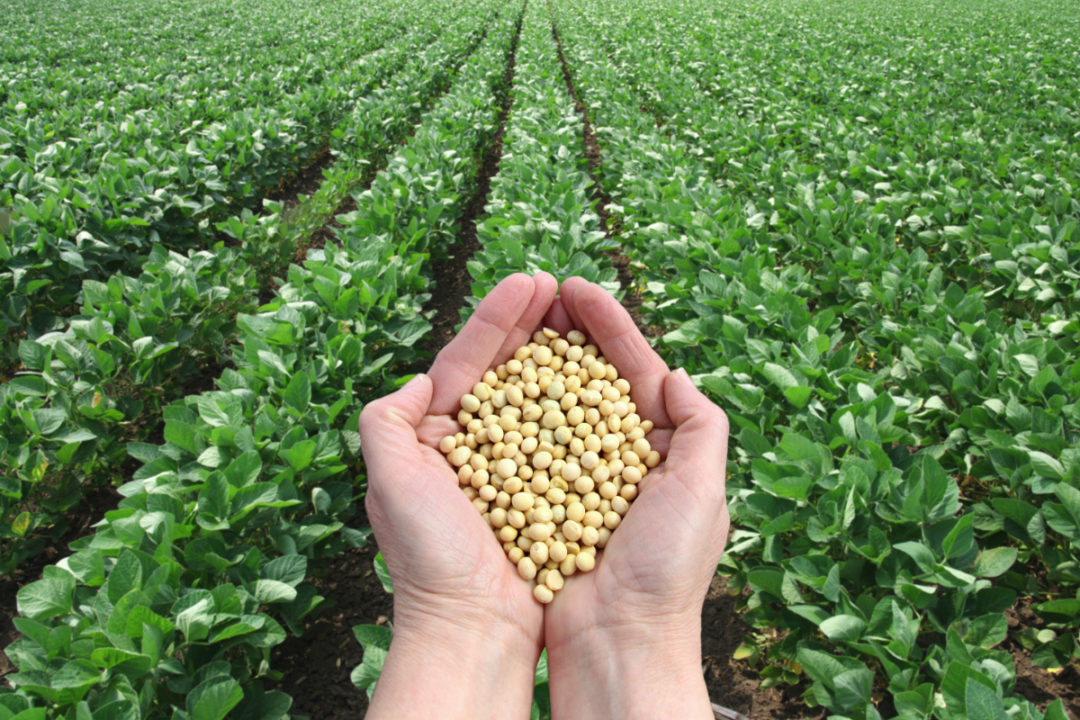 Soybean Futures Market & USDA’s April Supply and Demand Report