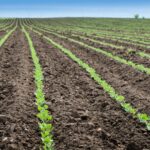 US Soybean Seeding & Planting Progress Updates