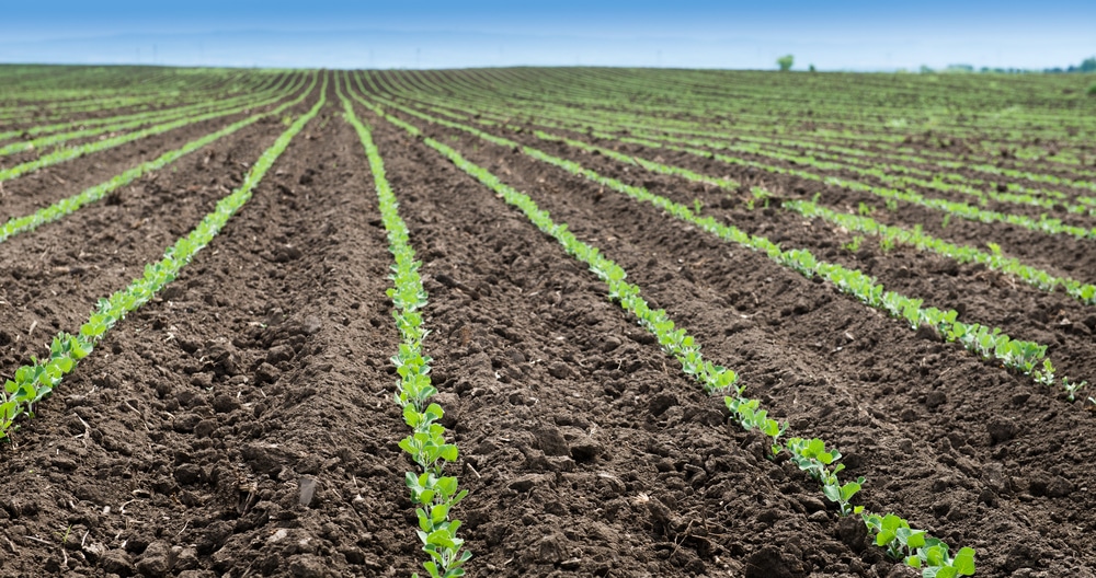 US Soybean Seeding & Planting Progress Updates