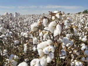cotton trade