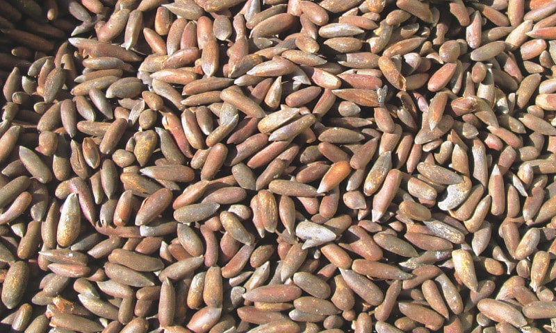 pine nuts exports
