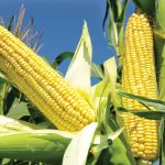 Cbot Corn Futures May Rise UpTo $6.75 Per Bushel