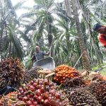 Today Palm Oil Futures Report & Impact of Dry Weather On Crops