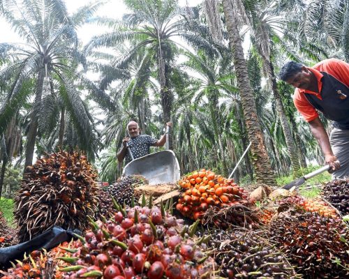 Palm Oil Market Futures & Updates | April 16, 2024