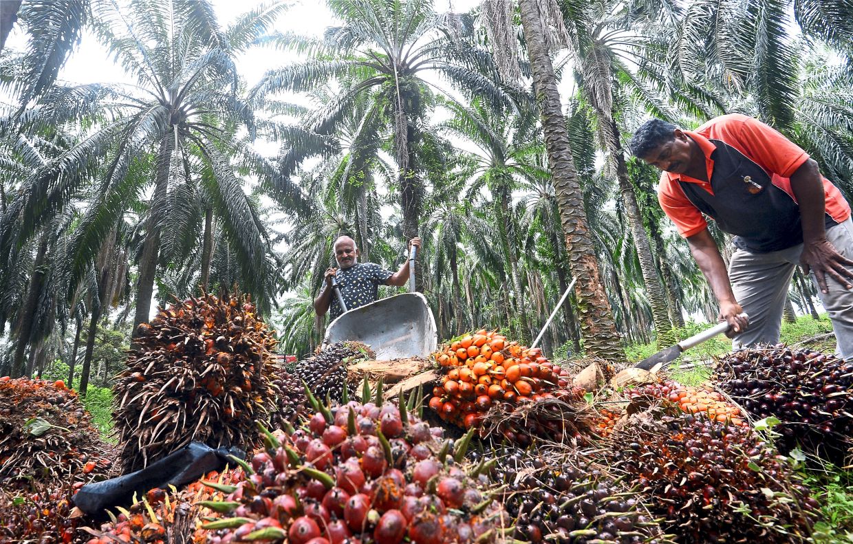 palm oil futures